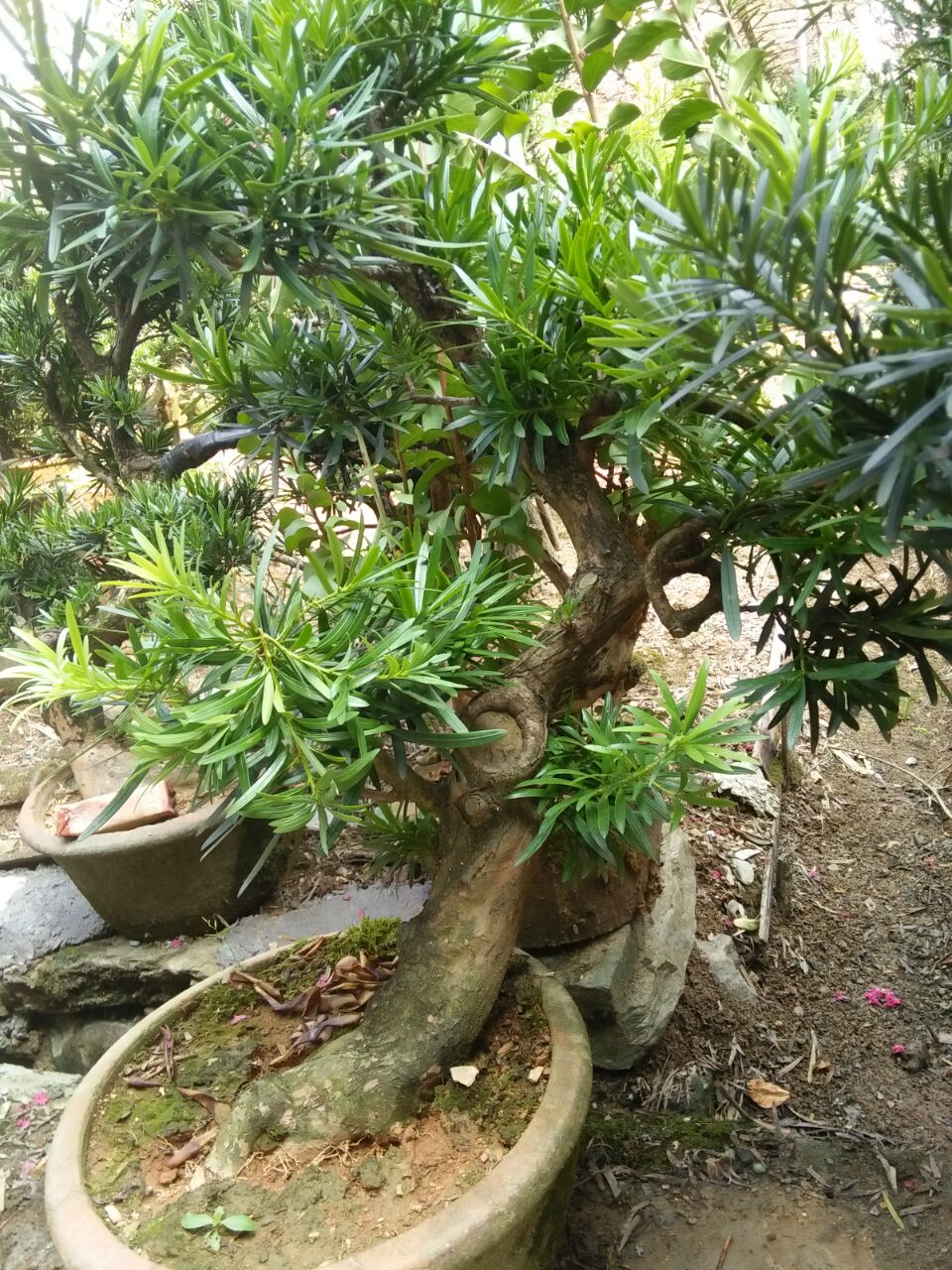 中叶罗汉松盆景