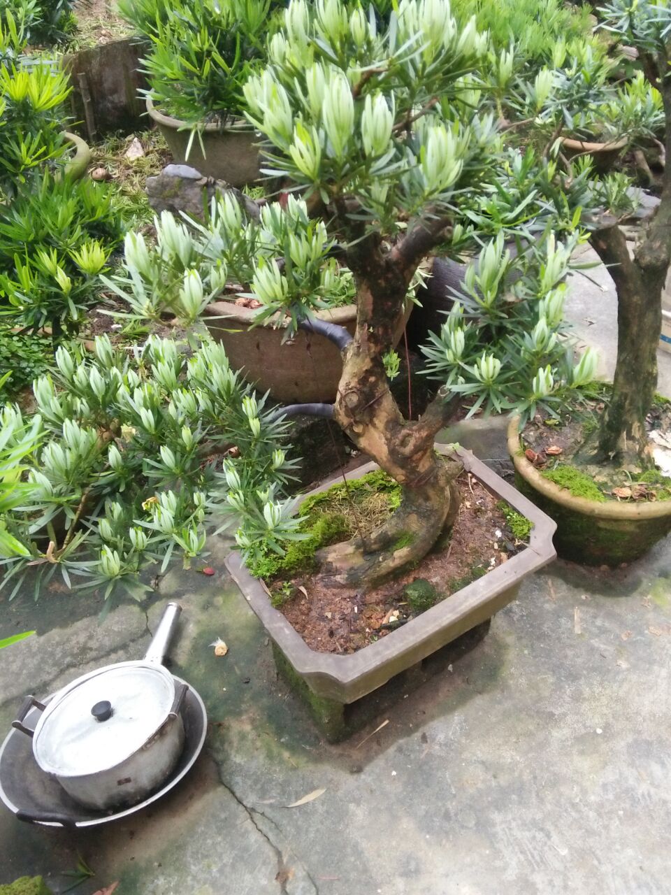 中叶罗汉松盆景