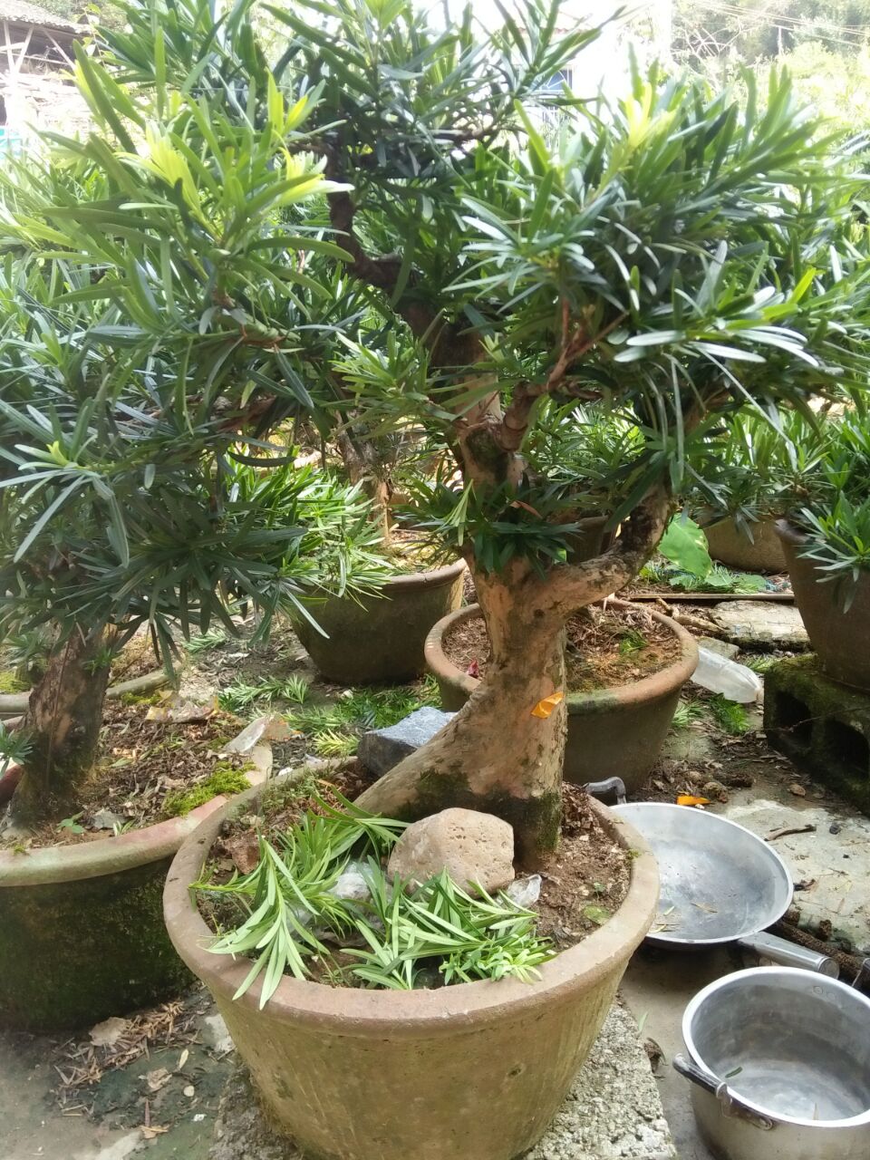 中叶罗汉松盆景