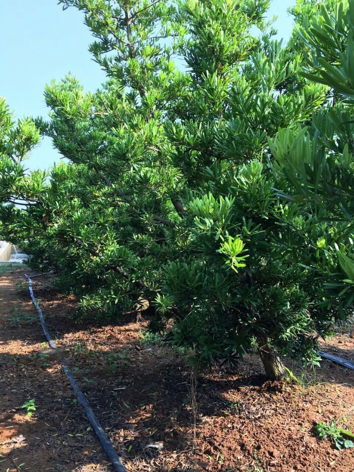10-13公分台湾罗汉松工程苗