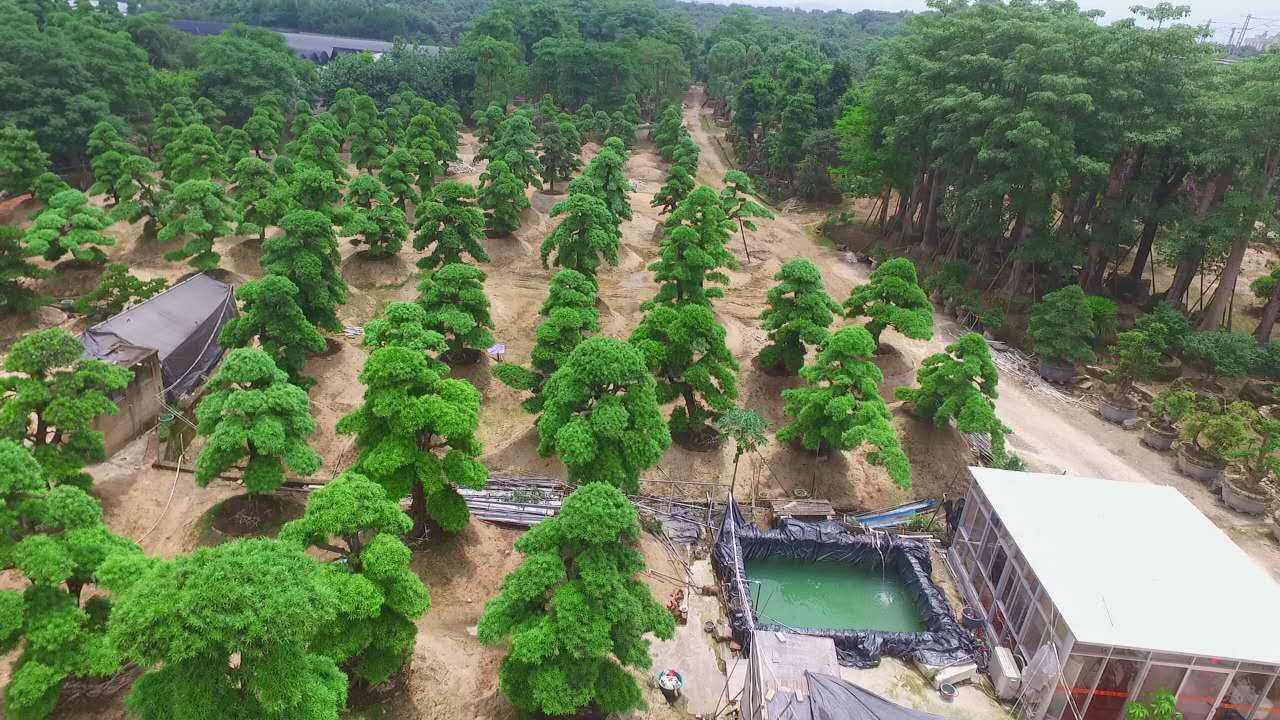 罗汉松地景