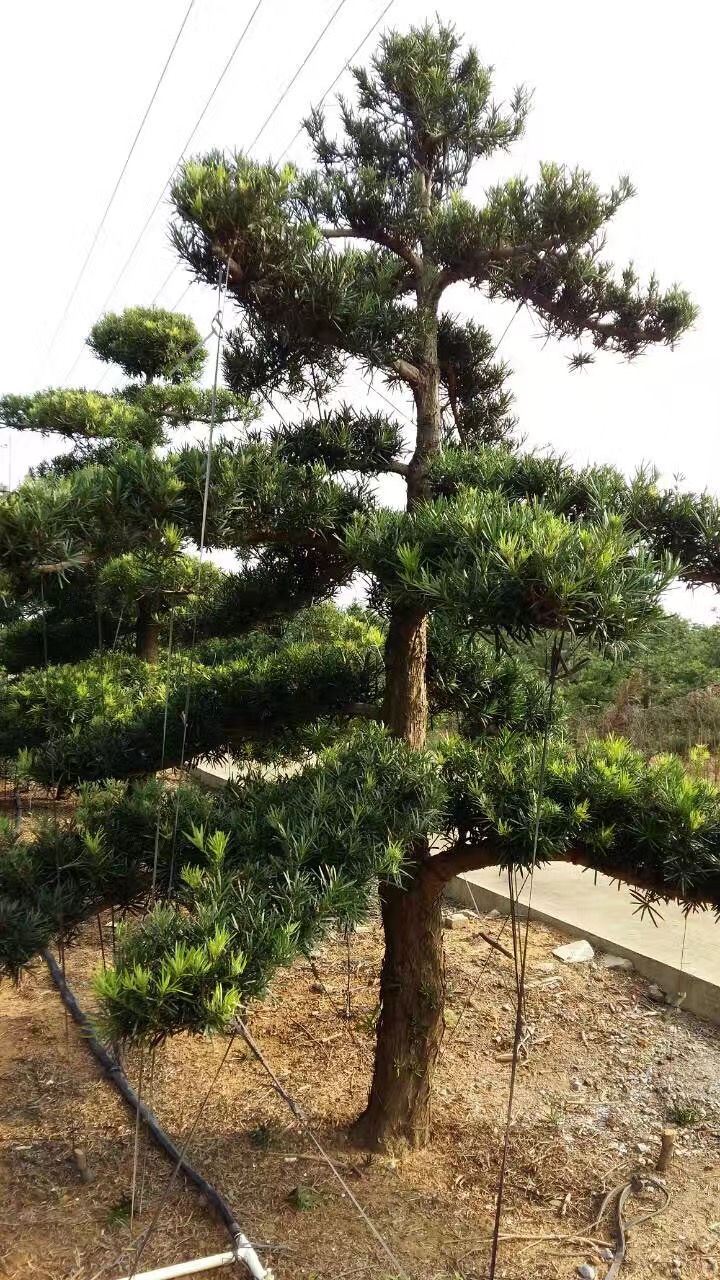 中叶罗汉松地景
