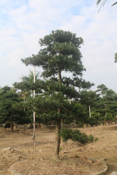 中叶罗汉松地景