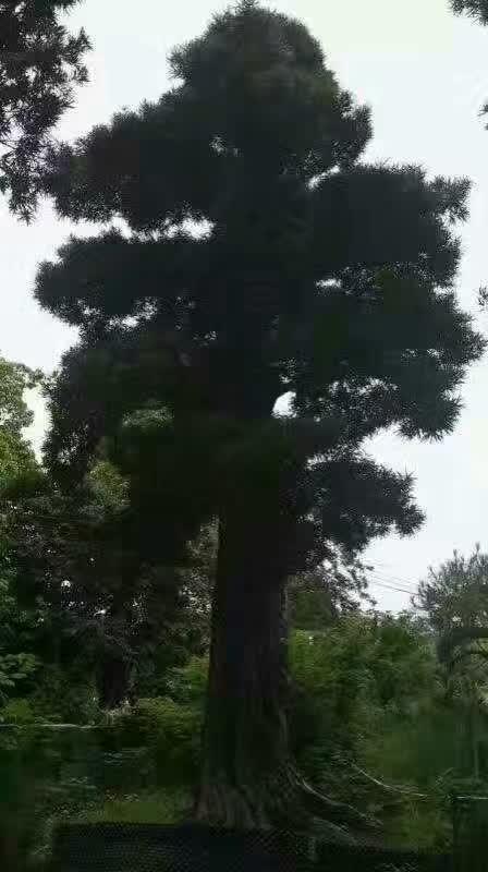 米经1米造型罗汉松地景