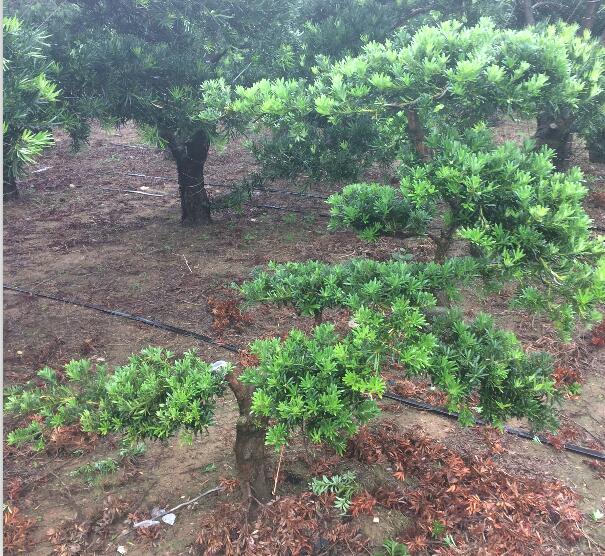 7-10公分贵妃罗汉松地景