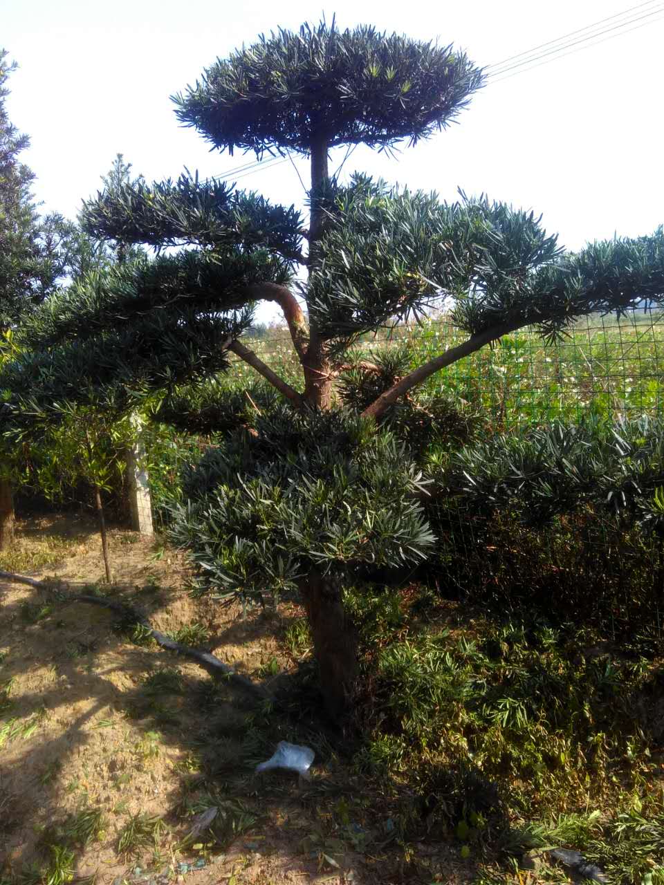 13公分中叶罗汉松地景