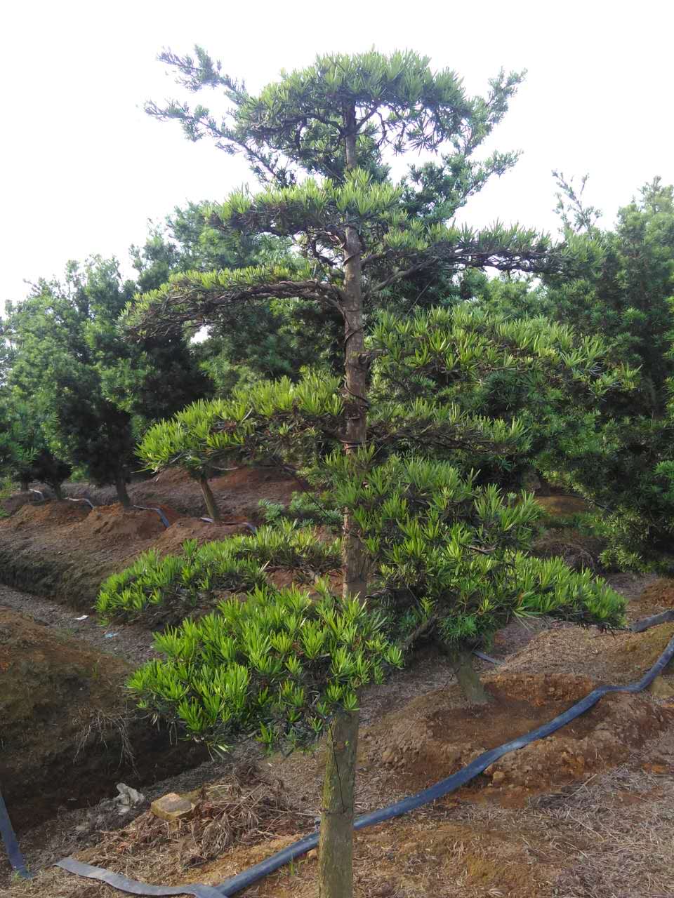 9-15公分中叶罗汉松地景