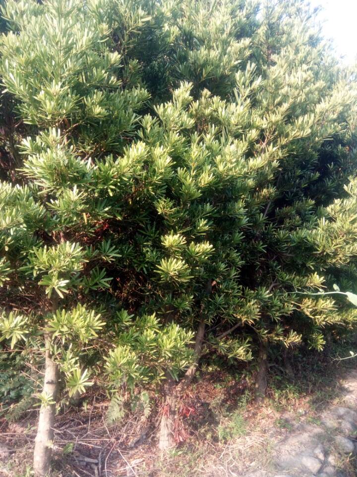 台湾罗汉松工程苗