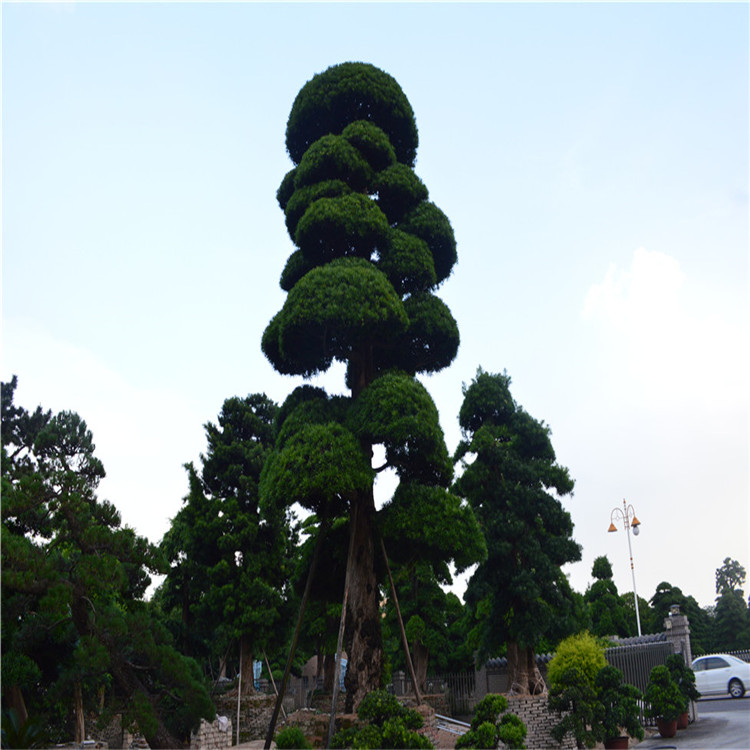 精品本地罗汉松地景