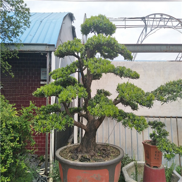 广东佛山星戈园林专供10-30台湾罗汉松地景造型价格