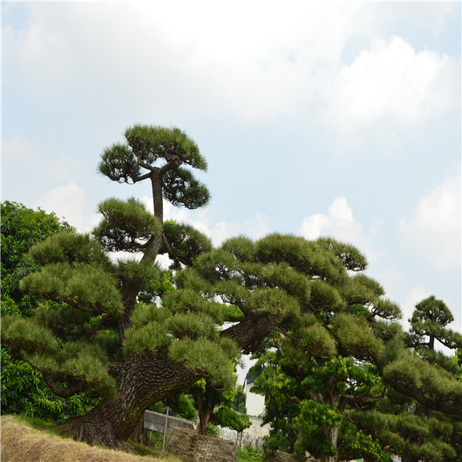 佛山陈村星戈园林供应造型日本黑松