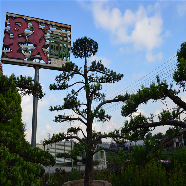 星戈园林出售15-30公分造型中叶罗汉松地景