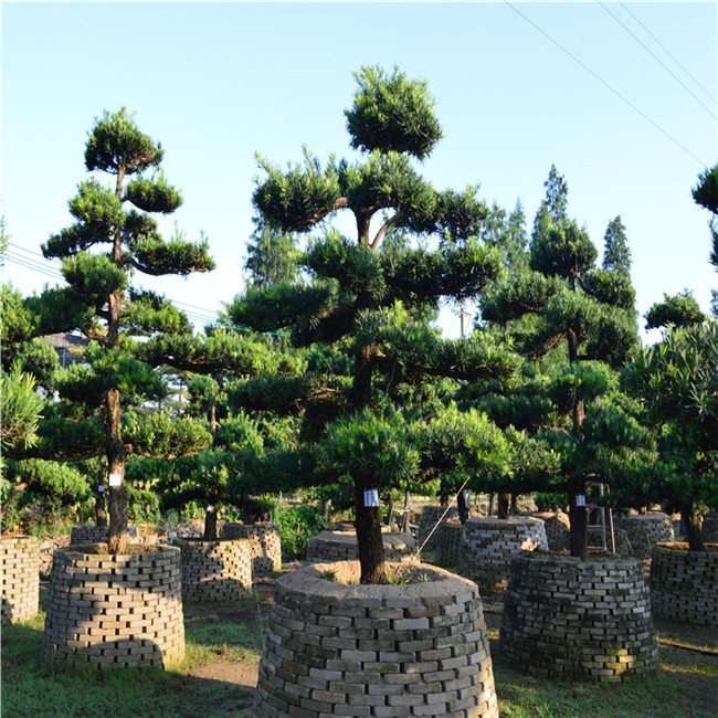 佛山陈村花卉世界供应12-28公分中叶罗汉松地景