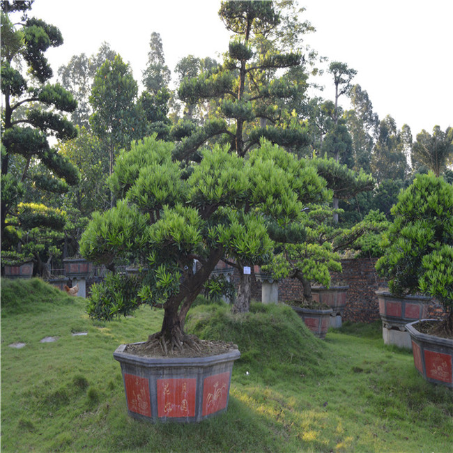 东莞供应造型中叶罗汉松盆景