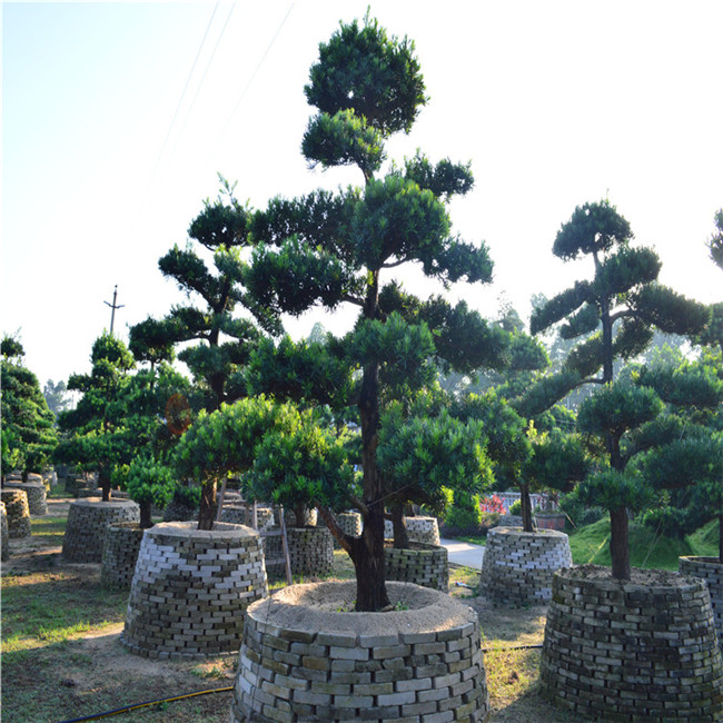 佛山陈村花卉世界供应10-30公分精品中叶罗汉松地景