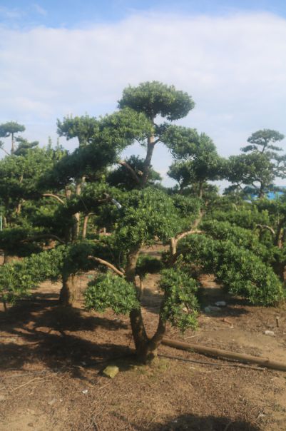中叶嫁接贵妃罗汉松地景 不结果20-30公分
