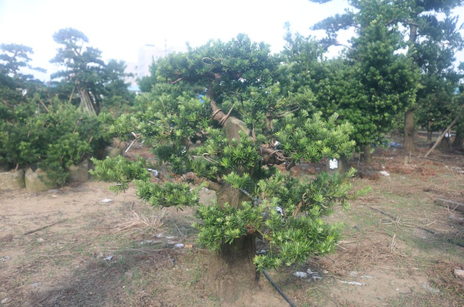 嫁接小叶贵妃盆景素材盆景桩不结果20-30公分