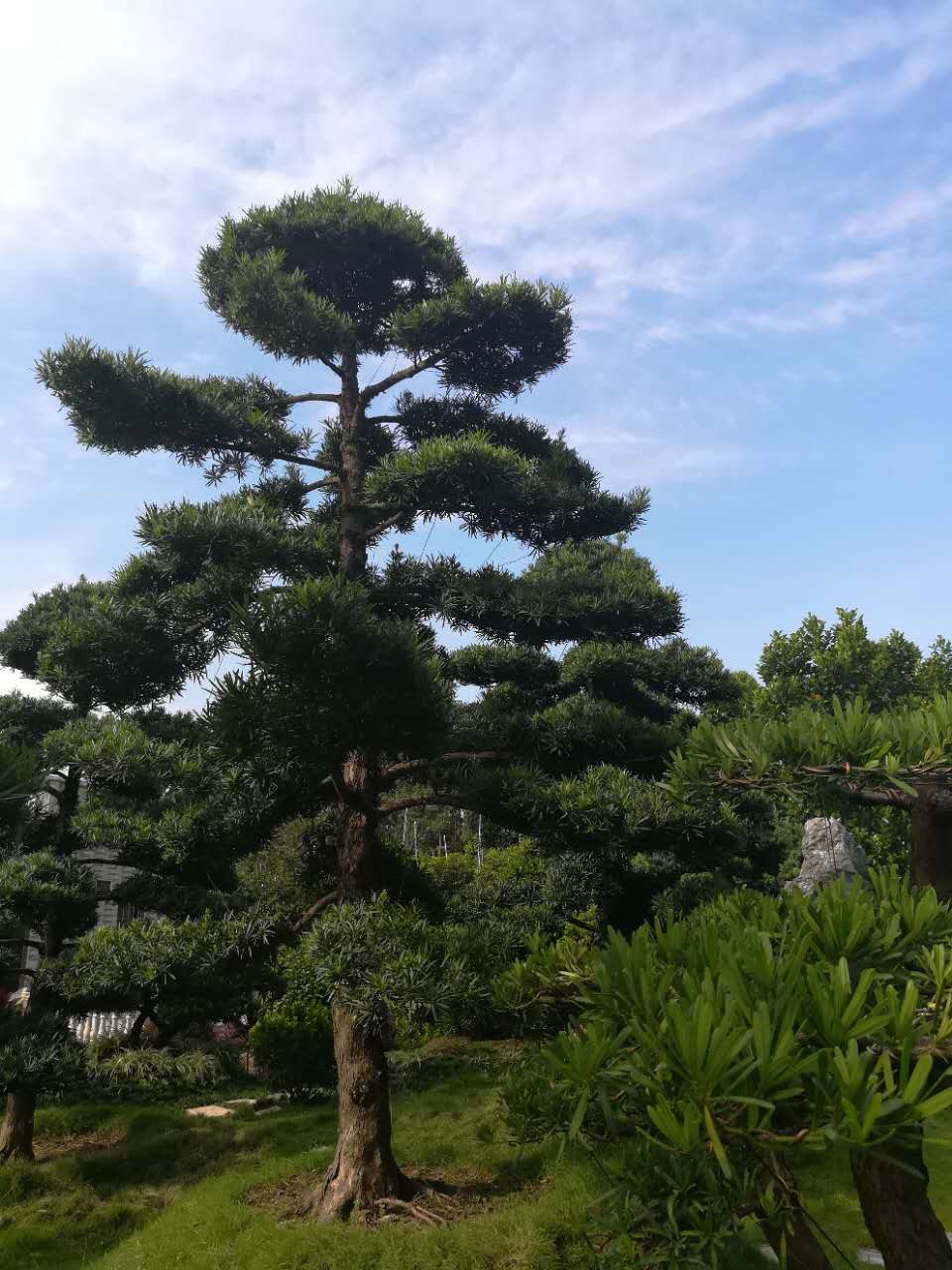 造型精品中叶罗汉松地景庭院树景观树行道树