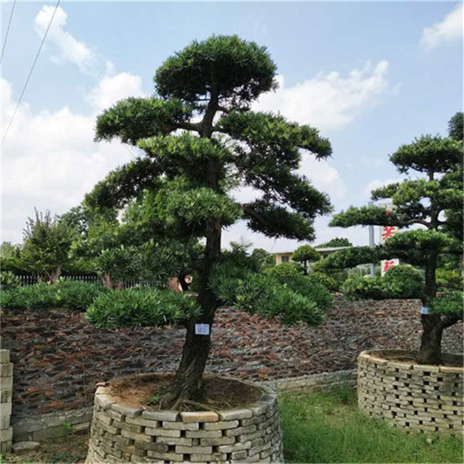16公分造型精品中叶罗汉松地景基地绿化苗木