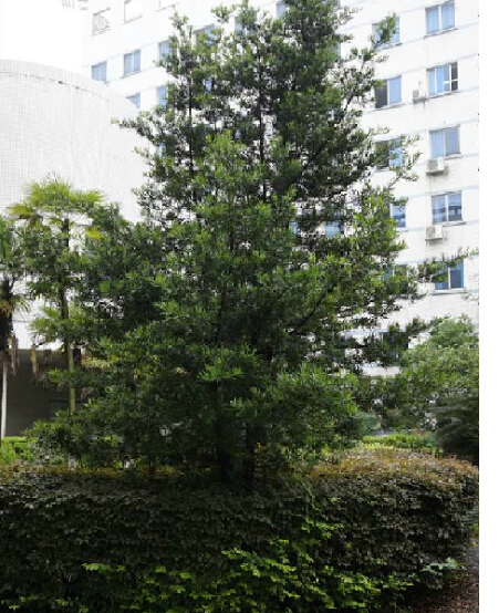 广西15-18公分中叶罗汉松工程苗供应