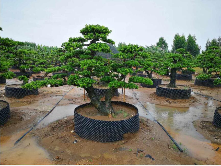 15-20公分嫁接贵妃盆景桩盆景素材