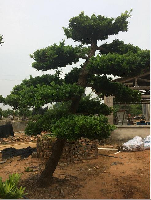 20公分台湾罗汉松地景