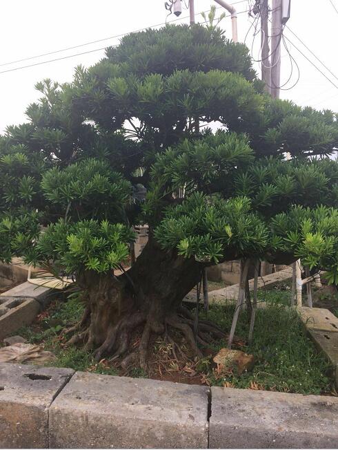 大规格中叶小叶贵妃罗汉松盆景