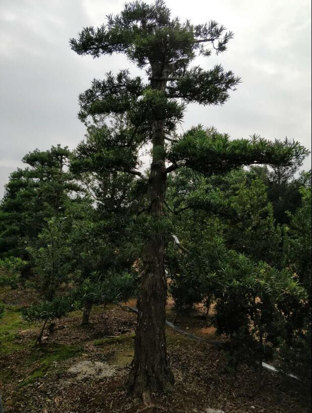 15-20公分中叶造型树中叶罗汉松地景