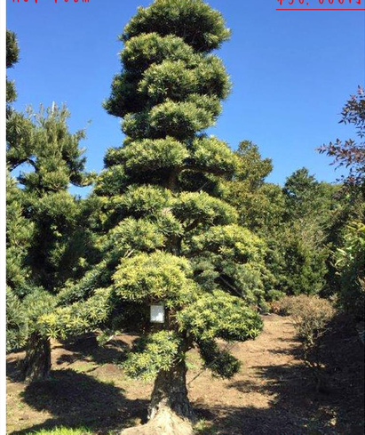 罗汉松 日本罗汉松
