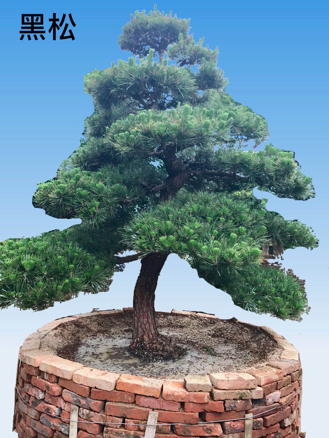 日本进口黑松