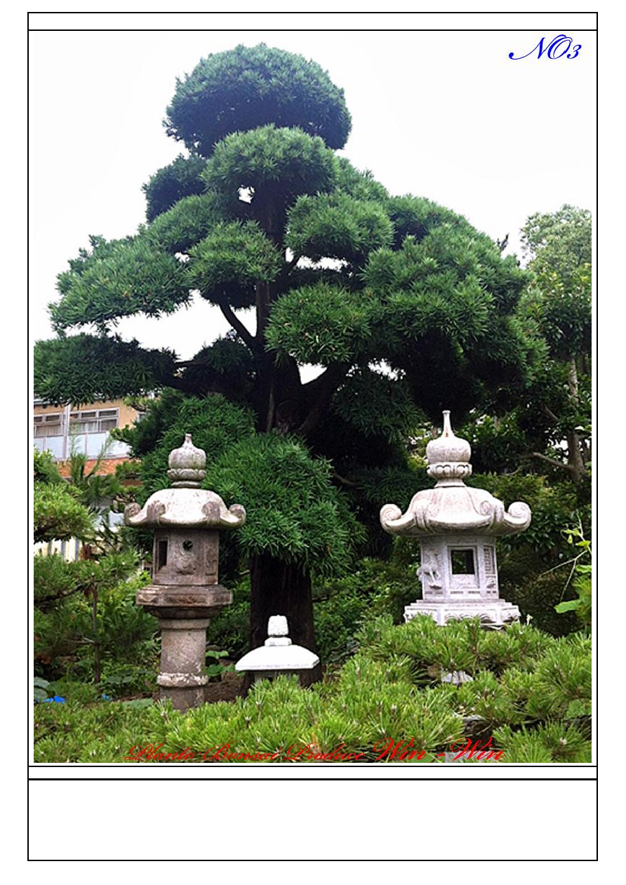 罗汉松 日本罗汉松