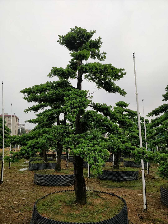 20-30公分嫁接贵妃罗汉松地景假植器