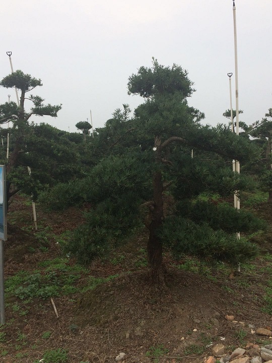15-22公分中叶罗汉松地景