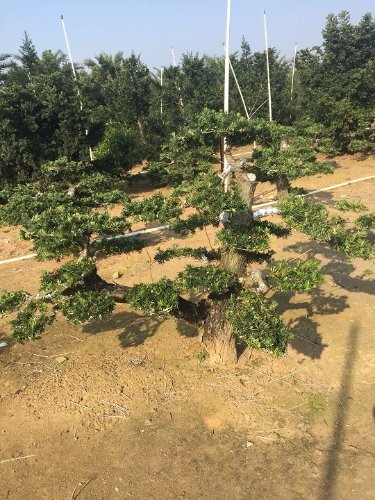 10公分以上嫁接贵妃盆景桩