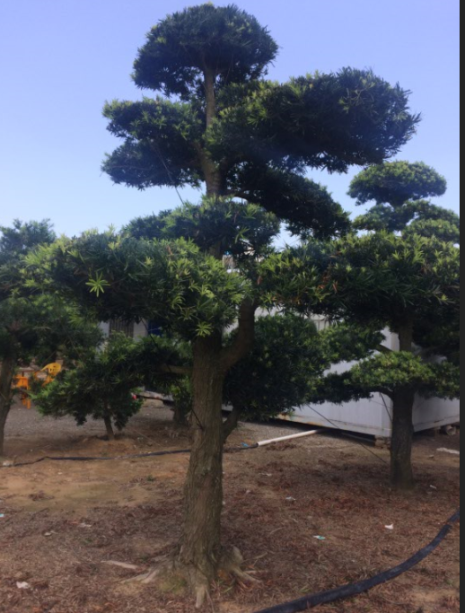 20公分以上中叶罗汉松地景