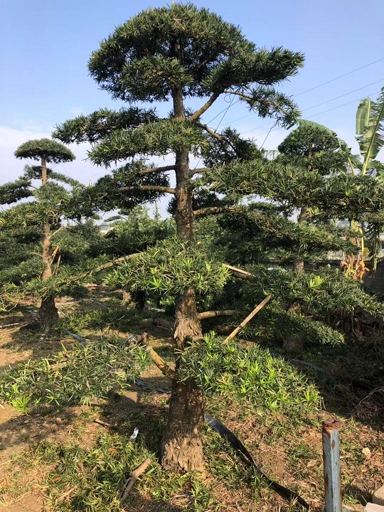 28公分造型中叶罗汉松地景