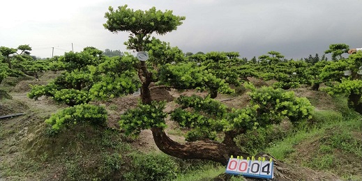 嫁接贵妃罗汉松盆景4
