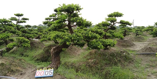 嫁接贵妃罗汉松盆景5