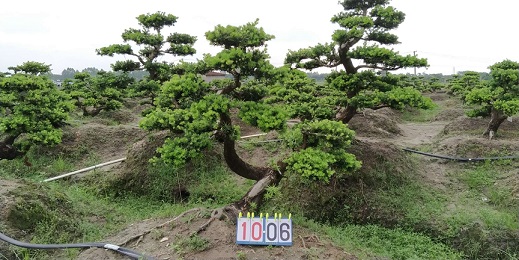嫁接贵妃罗汉松盆景6