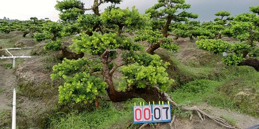 嫁接贵妃罗汉松盆景7