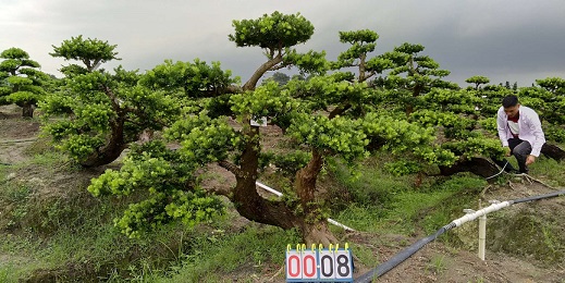 嫁接贵妃罗汉松盆景8