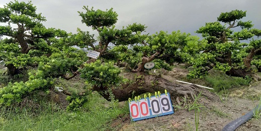 嫁接贵妃罗汉松盆景9