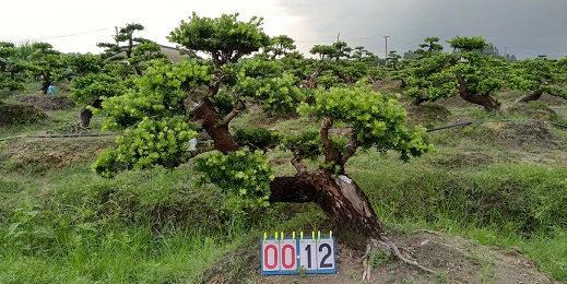 嫁接贵妃罗汉松盆景12