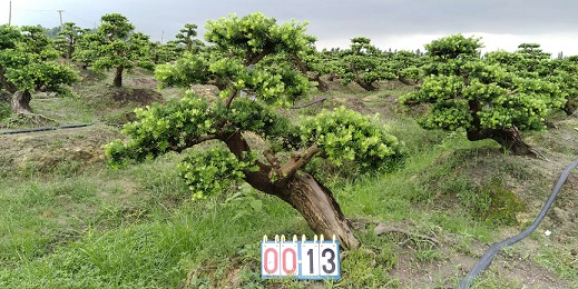 嫁接贵妃罗汉松盆景13