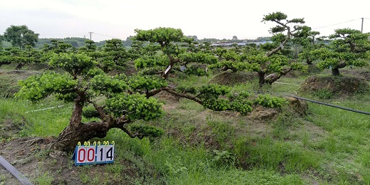 精品高档贵妃罗汉松盆景14