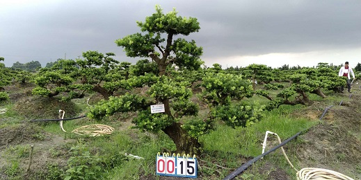 嫁接贵妃罗汉松盆景15