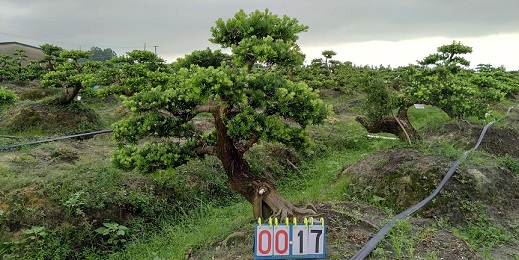 嫁接贵妃罗汉松盆景17