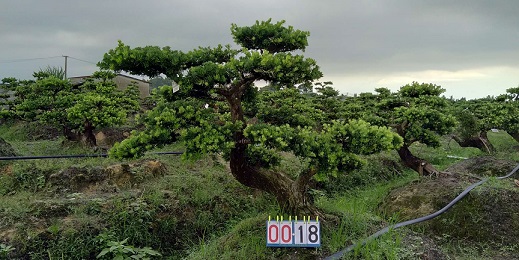 嫁接贵妃罗汉松盆景18