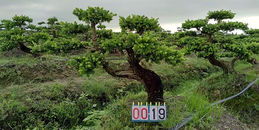嫁接贵妃罗汉松盆景19