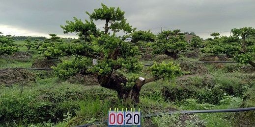 嫁接贵妃罗汉松盆景20